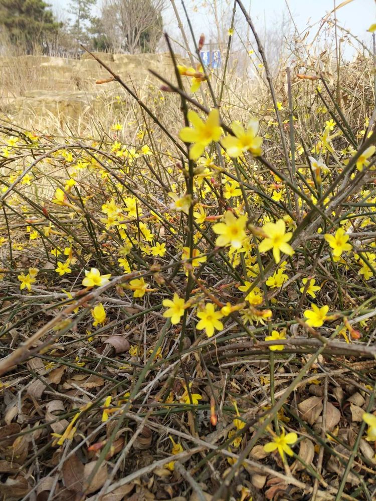 迎春花